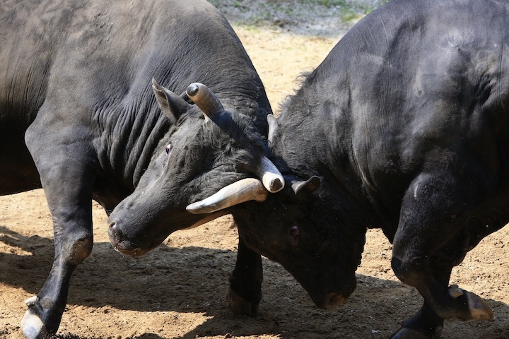 5/22 山古志闘牛 斬鉄-かなさん 前編_b0016600_23454910.jpeg