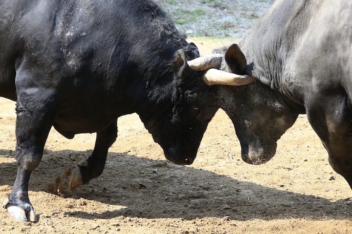 5/22 山古志闘牛 斬鉄-かなさん 前編_b0016600_23525072.jpeg