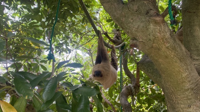 最近のナマケモノnews_c0290504_15415107.jpg