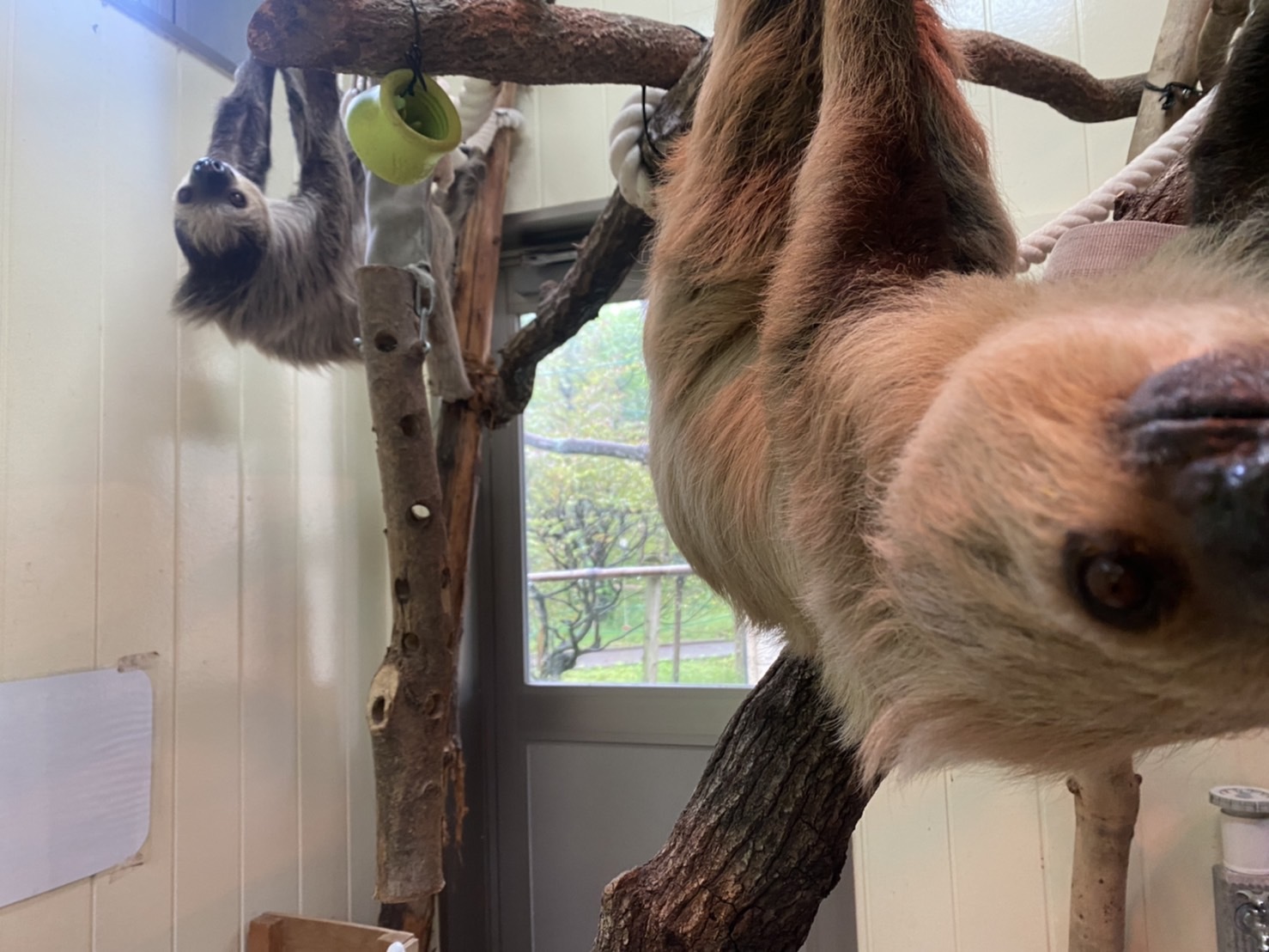 最近のナマケモノnews_c0290504_15421435.jpg