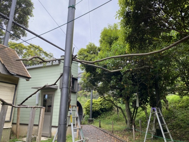 最近のナマケモノnews_c0290504_15421993.jpg