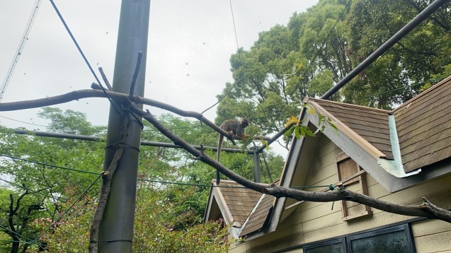 最近のナマケモノnews_c0290504_15422208.jpg