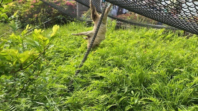 最近のナマケモノnews_c0290504_15423295.jpg