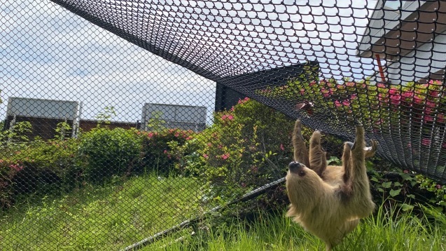 最近のナマケモノnews_c0290504_15521044.jpg