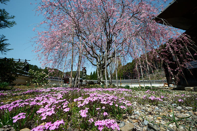 2022年京都の桜巡り@京北 宝泉寺・東光寺・玉林寺_f0032011_21410720.jpg