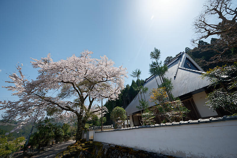 2022年京都の桜巡り@京北 宝泉寺・東光寺・玉林寺_f0032011_21443759.jpg