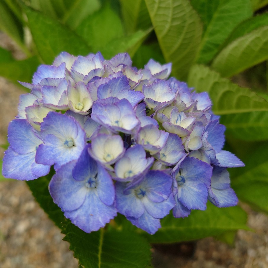 バラの2番花と紫陽花の品種について_c0404712_10400340.jpg