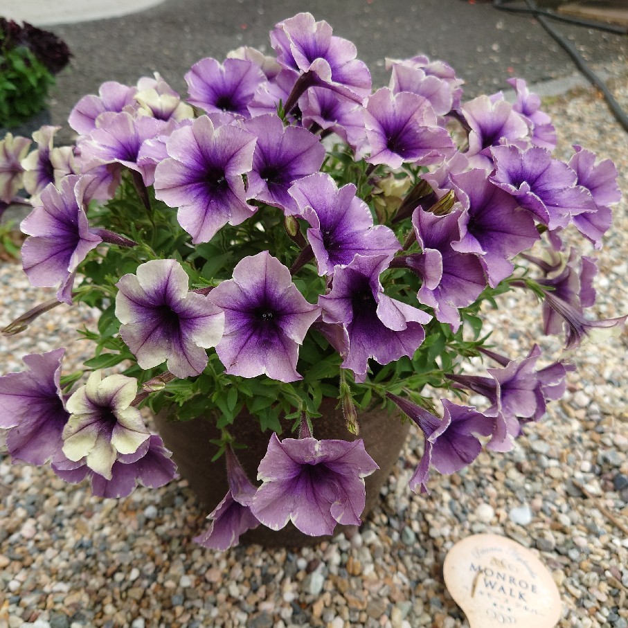 今年購入の鉢植え紫陽花の剪定後と雨あがりのペチュニア達_c0404712_10401356.jpg