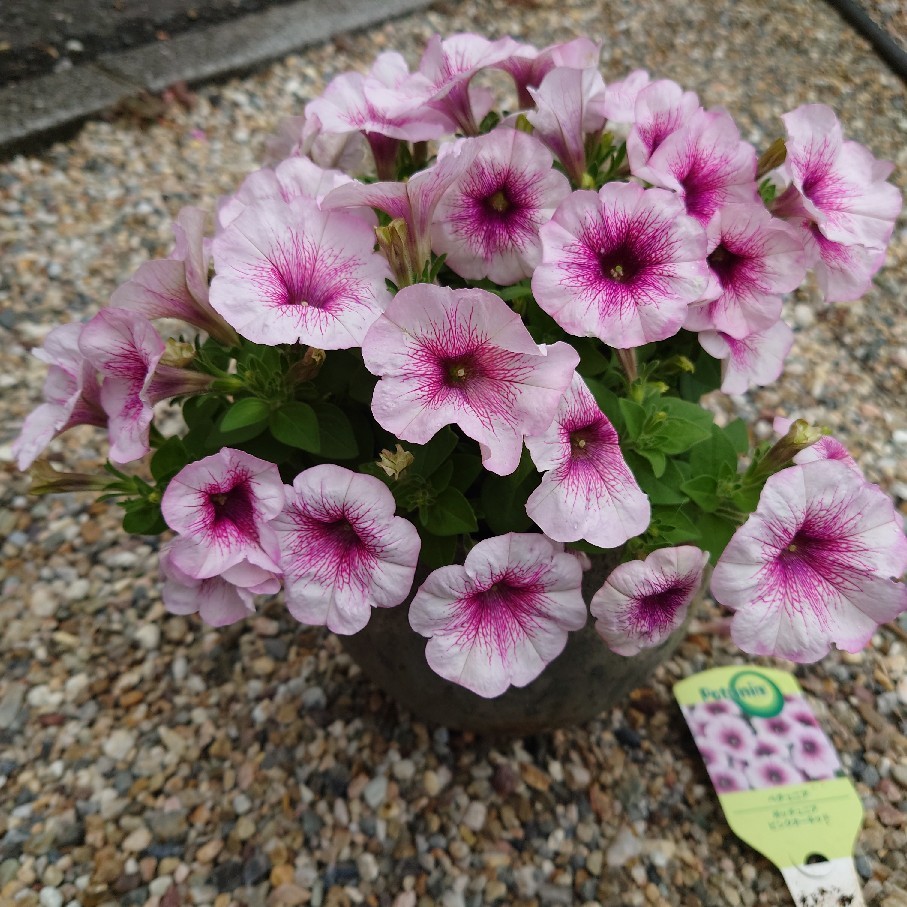 今年購入の鉢植え紫陽花の剪定後と雨あがりのペチュニア達_c0404712_10402139.jpg