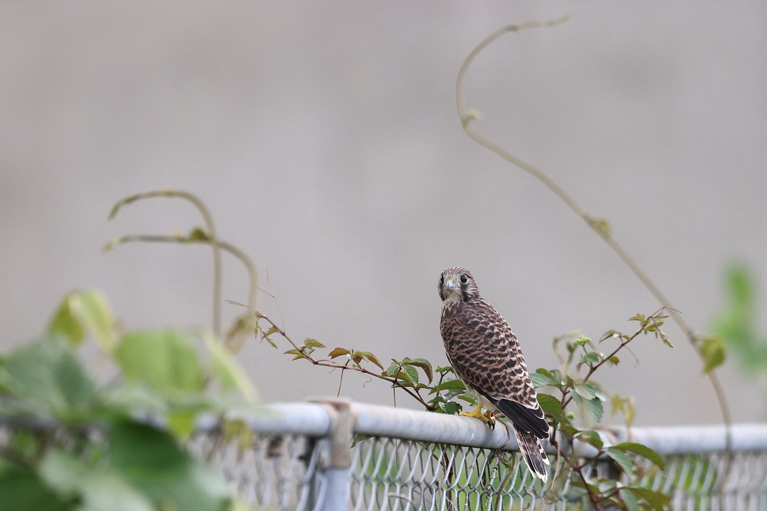 チョウゲンボウ 巣立ち二番目の、鉄パイプ渡り_f0369315_09522919.jpg