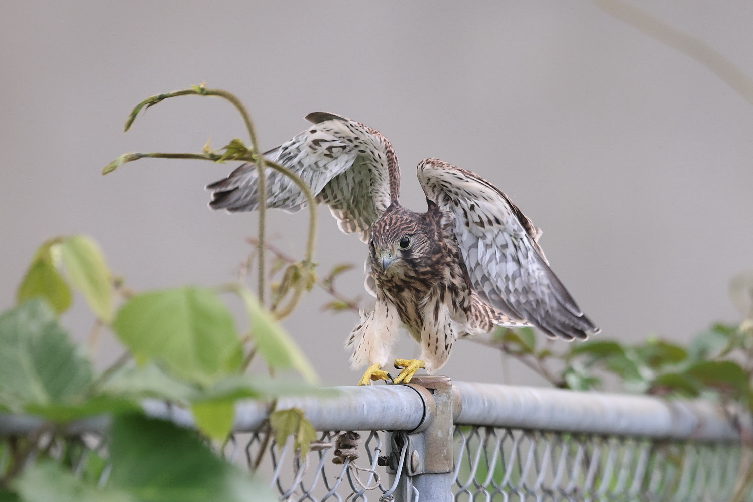 チョウゲンボウ 巣立ち二番目の、鉄パイプ渡り_f0369315_09523126.jpg