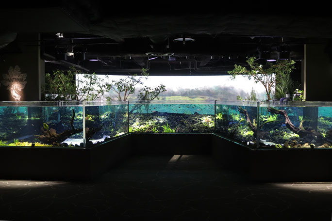 カワスイ 川崎水族館 南アメリカゾーン アクアスケープ大水槽の美しき小型熱帯魚たち 続々 動物園ありマス