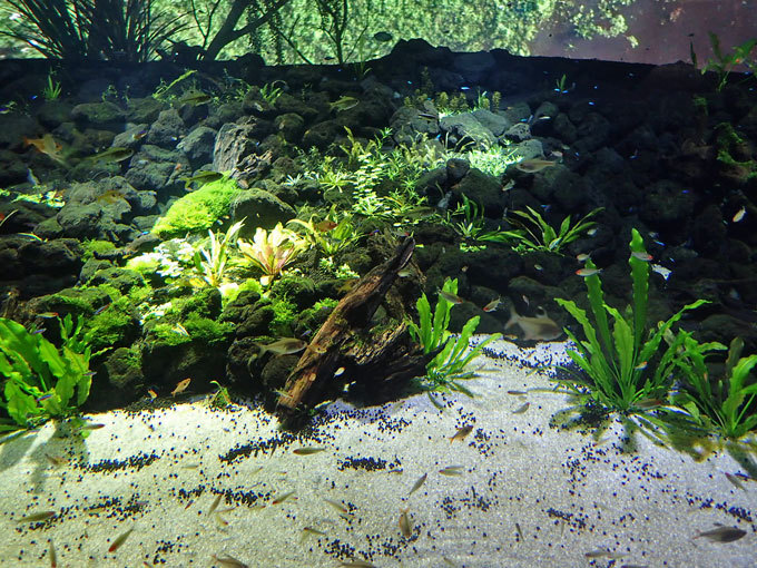 カワスイ 川崎水族館 南アメリカゾーン アクアスケープ大水槽の美しき小型熱帯魚たち 続々 動物園ありマス