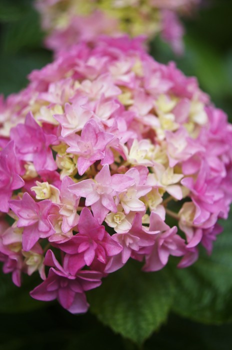 ◆全部プランター栽培【玄関先の私好みの紫陽花各種が 今花満開です♪】_b0033423_19112409.jpg