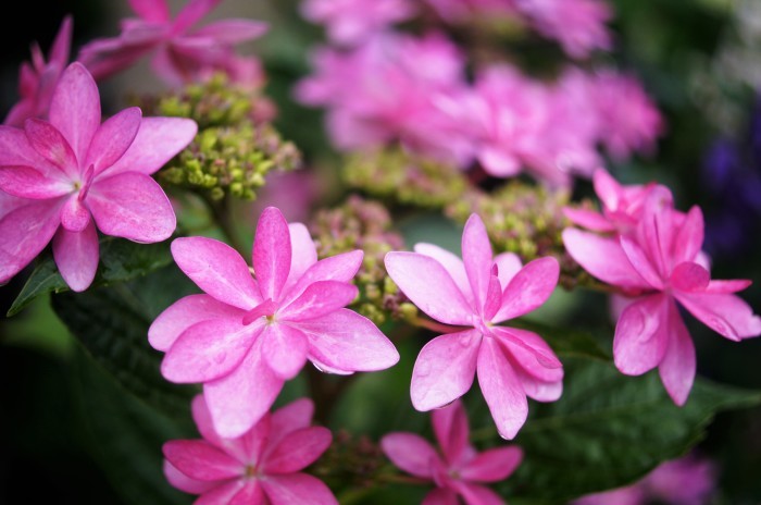 ◆全部プランター栽培【玄関先の私好みの紫陽花各種が 今花満開です♪】_b0033423_19114846.jpg