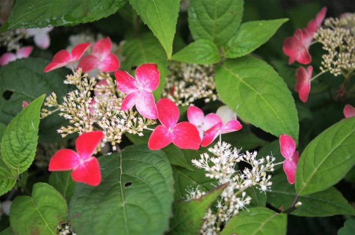 ◆全部プランター栽培【玄関先の私好みの紫陽花各種が 今花満開です♪】_b0033423_19120591.jpg