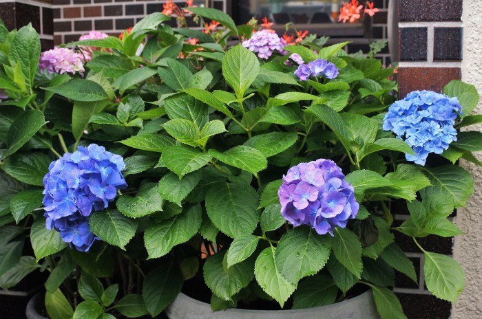 ◆全部プランター栽培【玄関先の私好みの紫陽花各種が 今花満開です♪】_b0033423_19133416.jpg