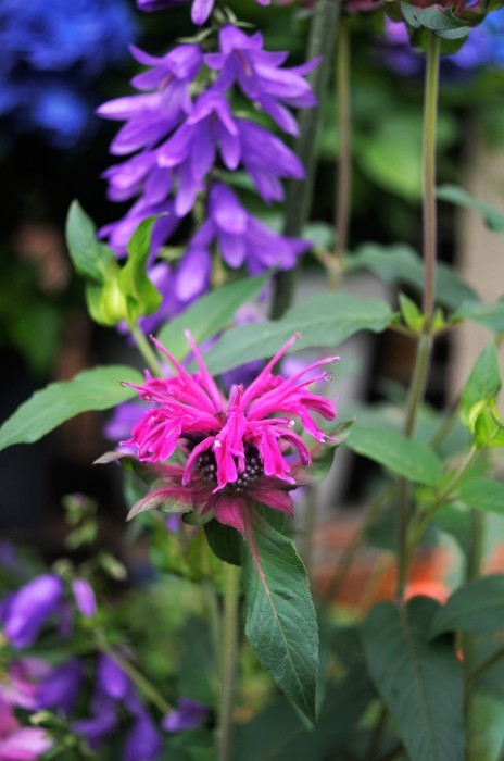 ◆全部プランター栽培【玄関先の私好みの紫陽花各種が 今花満開です♪】_b0033423_19171034.jpg