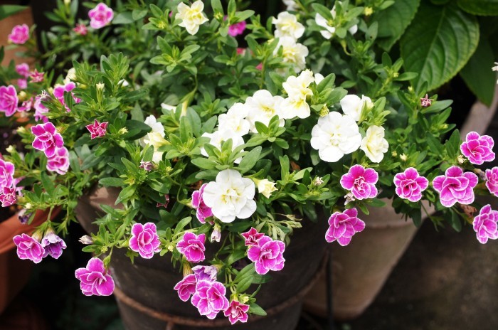 ◆全部プランター栽培【玄関先の私好みの紫陽花各種が 今花満開です♪】_b0033423_19185884.jpg