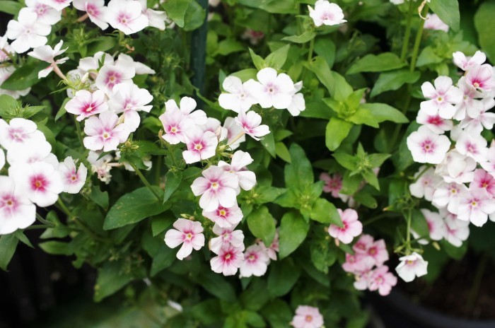 ◆全部プランター栽培【玄関先の私好みの紫陽花各種が 今花満開です♪】_b0033423_19193344.jpg