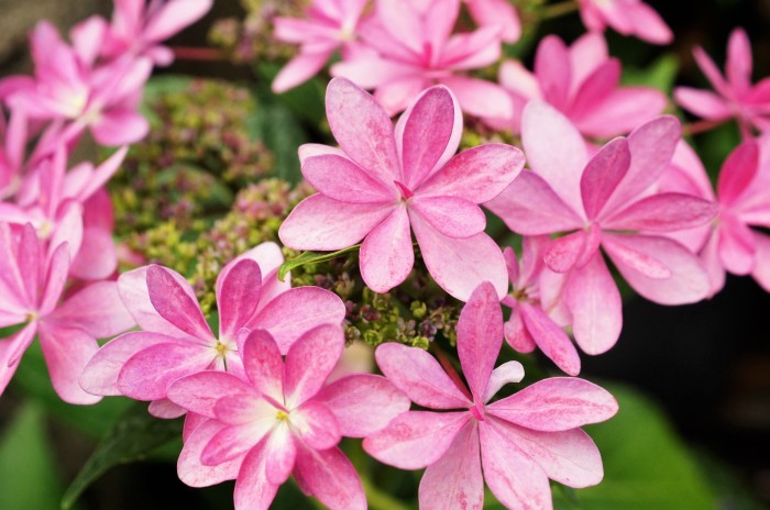 ◆全部プランター栽培【玄関先の私好みの紫陽花各種が 今花満開です♪】_b0033423_19223679.jpg