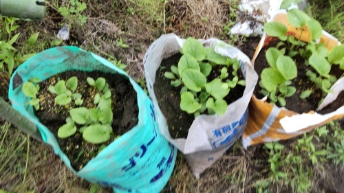 一雨降った後の畑には　草も成長しています。_c0300035_22330498.jpg