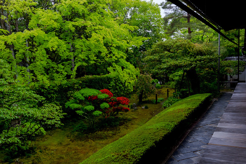 新緑とキリシマツツジ（妙心寺塔頭　桂春院）_f0155048_20172592.jpg