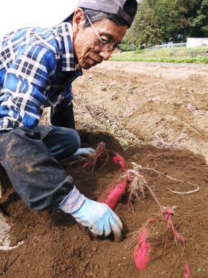 令和4年度産の匠が育てたサツマイモ(紅はるか)完売御礼!令和5年度の収穫へ向け植え付けの様子を現地取材_a0254656_17570692.jpg