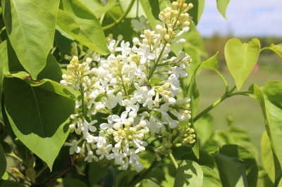 6月の白い花_c0353373_01595902.jpg