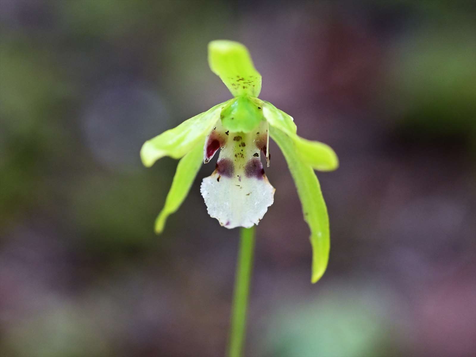 モ*キ様 山野草　礼文アツモリソウ　黄花係　花芽1葉芽1 モ*キ様 山野草礼文アツモリソウ黄花係花芽1葉芽1