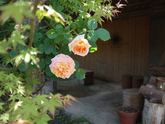 山口に行ったら住んでみたくなりました･････その４_b0331802_23124632.jpg