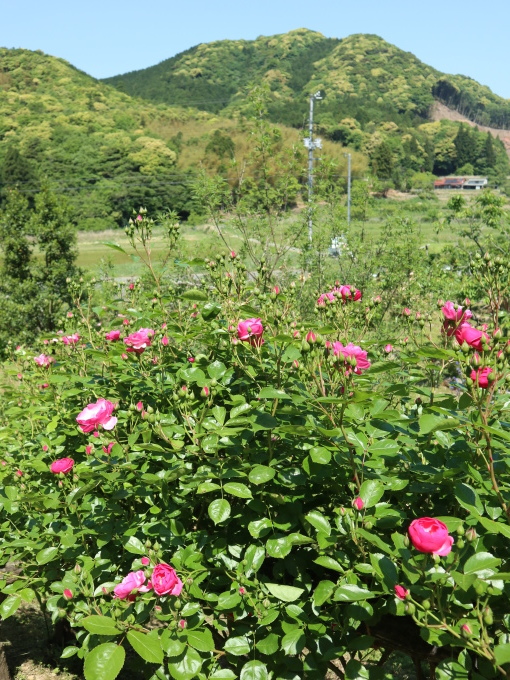 山口に行ったら住んでみたくなりました･････その４_b0331802_23133127.jpg