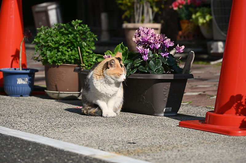 町角ニャンコ･あちこちニャンコ_f0032011_14232342.jpg