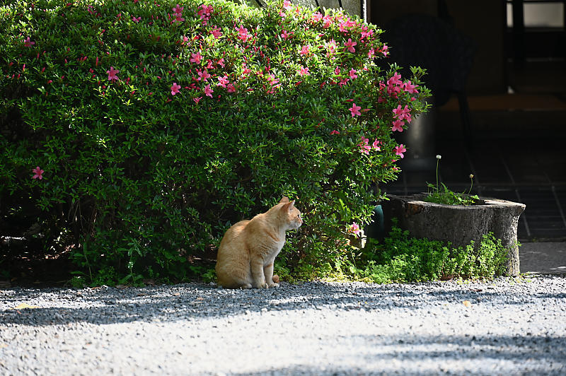町角ニャンコ・あちこちニャンコ_f0032011_14232491.jpg