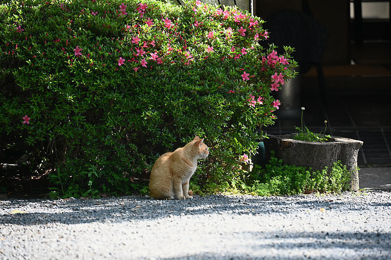 町角ニャンコ･あちこちニャンコ_f0032011_14232491.jpg