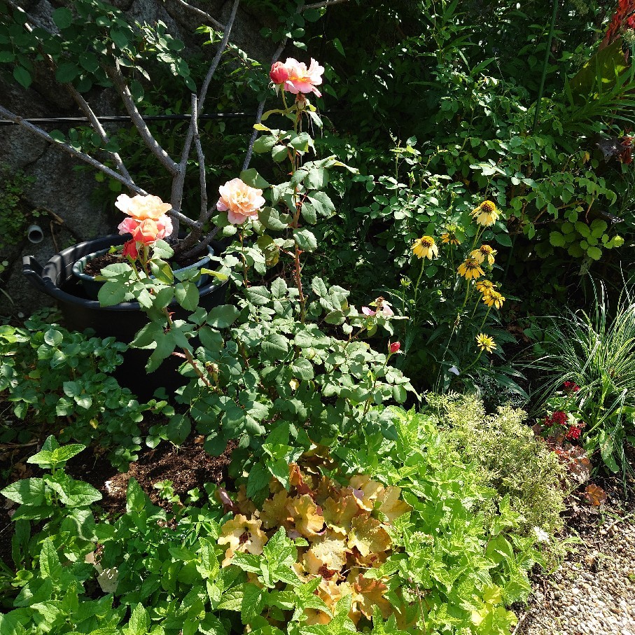 今年購入の鉢植え紫陽花の剪定後と雨あがりのペチュニア達_c0404712_08491226.jpg