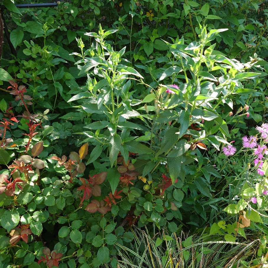 今年購入の鉢植え紫陽花の剪定後と雨あがりのペチュニア達_c0404712_08492993.jpg