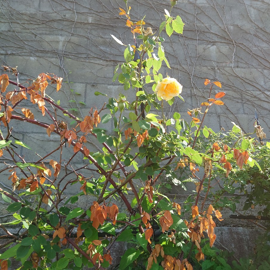 今年購入の鉢植え紫陽花の剪定後と雨あがりのペチュニア達_c0404712_08493088.jpg