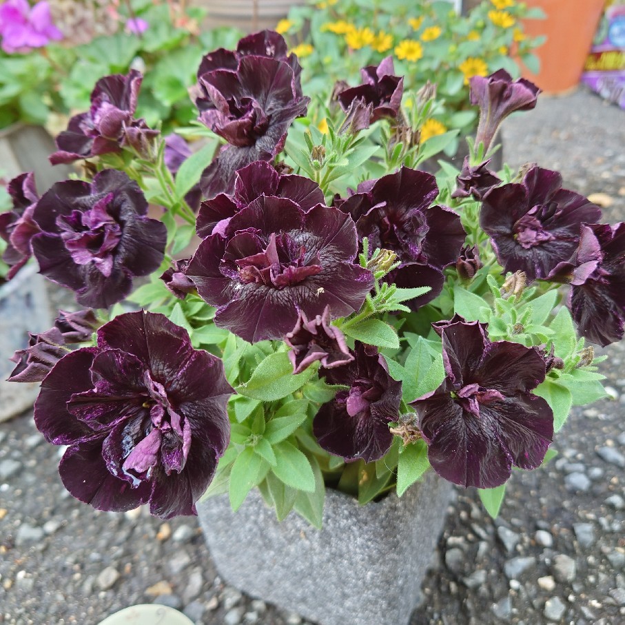 今年購入の鉢植え紫陽花の剪定後と雨あがりのペチュニア達 バラやらナンやら