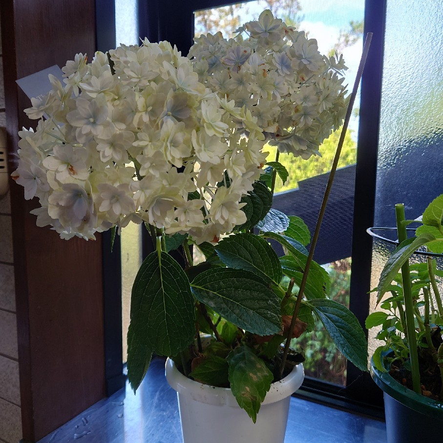 今年購入の鉢植え紫陽花の剪定後と雨あがりのペチュニア達 バラやらナンやら