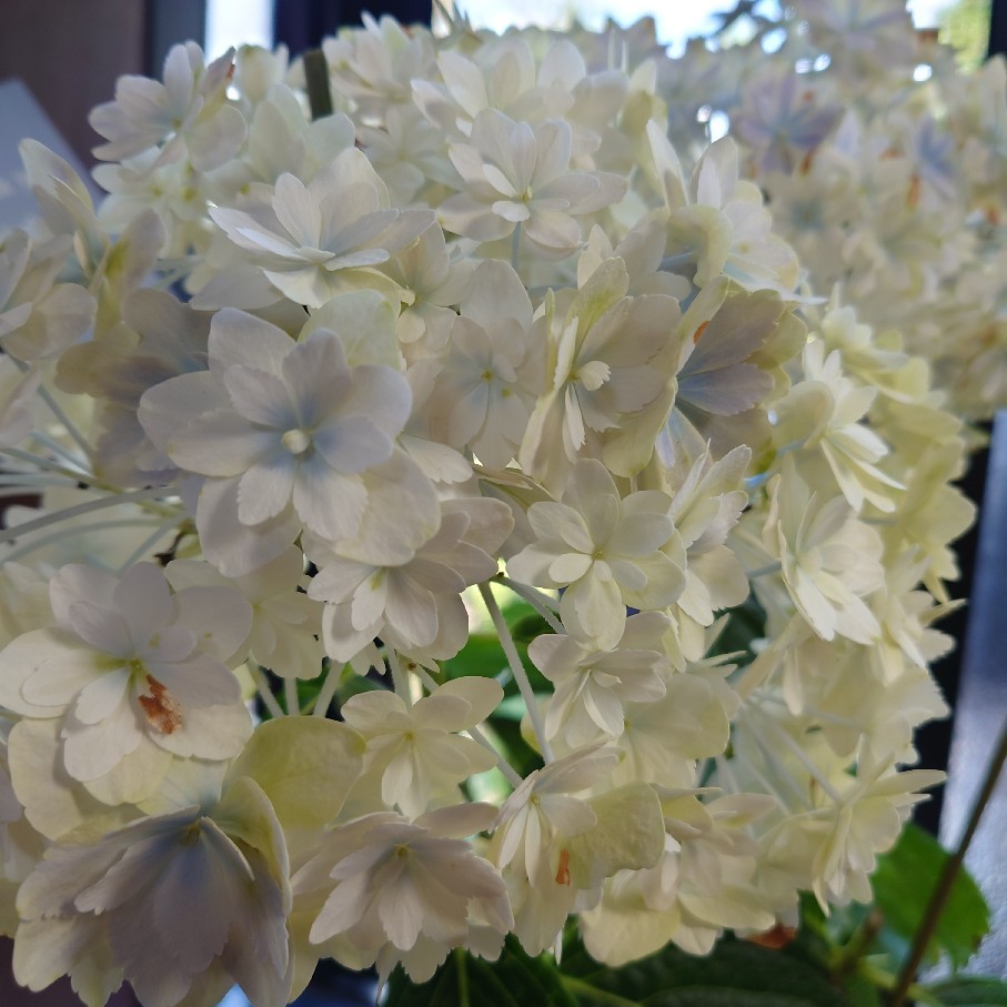 今年購入の鉢植え紫陽花の剪定後と雨あがりのペチュニア達_c0404712_08504284.jpg