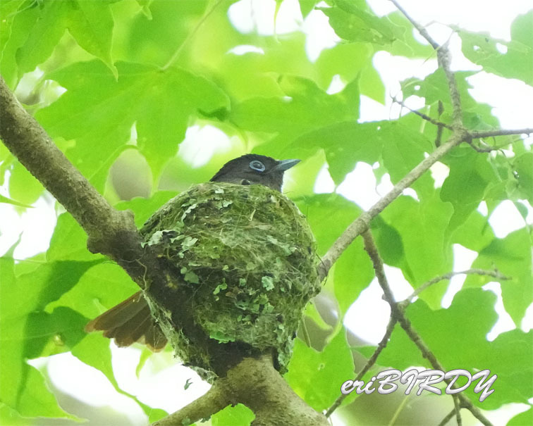 6月1日　サンコウチョウ_e0276114_08054777.jpg