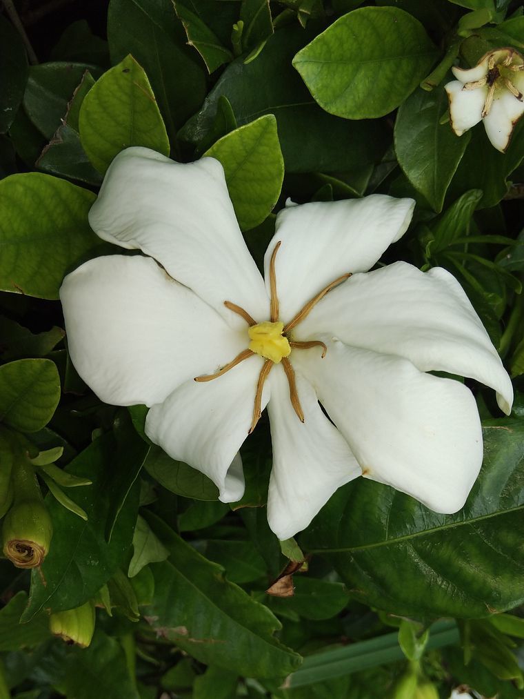 クチナシの花弁の数？　普通６弁だけど・・・。_a0031821_17140805.jpg