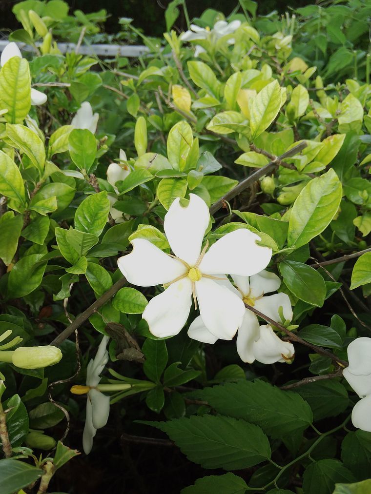 クチナシの花弁の数？　普通６弁だけど・・・。_a0031821_17142327.jpg