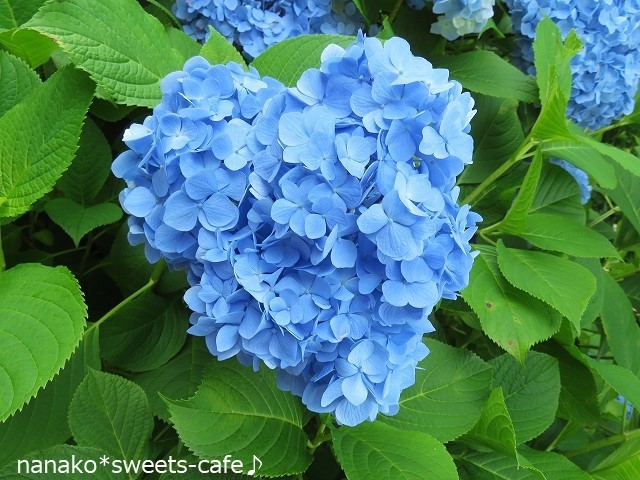ハート型の紫陽花 可愛い Nanako Sweets Cafe