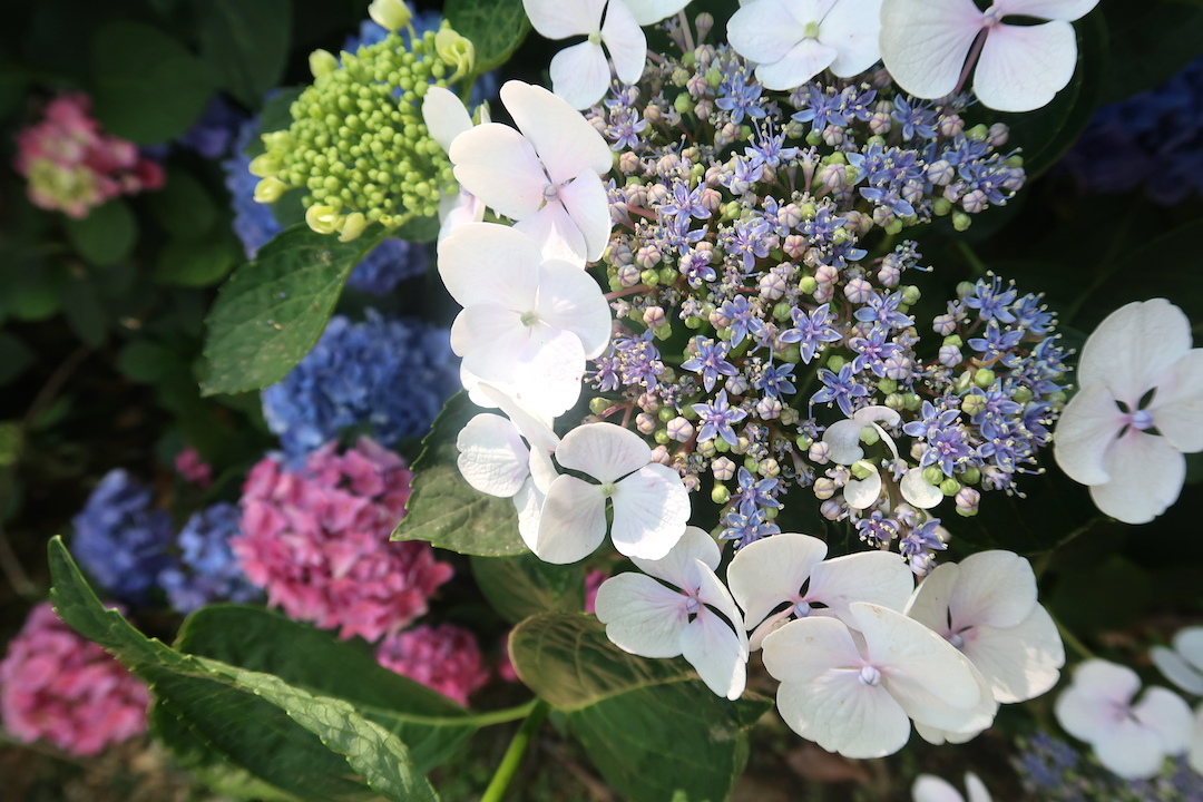 青空のオルヴィエートから紫陽花咲いたかとボルセーナ湖へ_f0234936_04132820.jpg