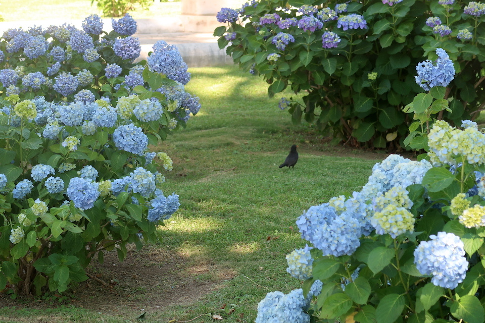 紫陽花咲く町から水青きボルセーナ湖へ_f0234936_23160279.jpg
