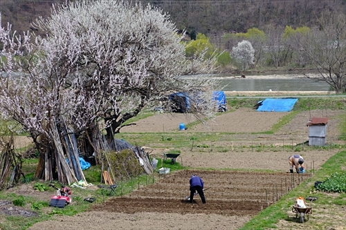 さくら（山形）_f0164450_18474128.jpg