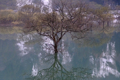 白川湖水没林（山形県飯豊町）_f0164450_19204278.jpg