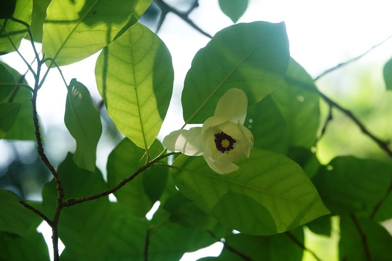 久しぶりの森林植物園_b0227552_20382013.jpg